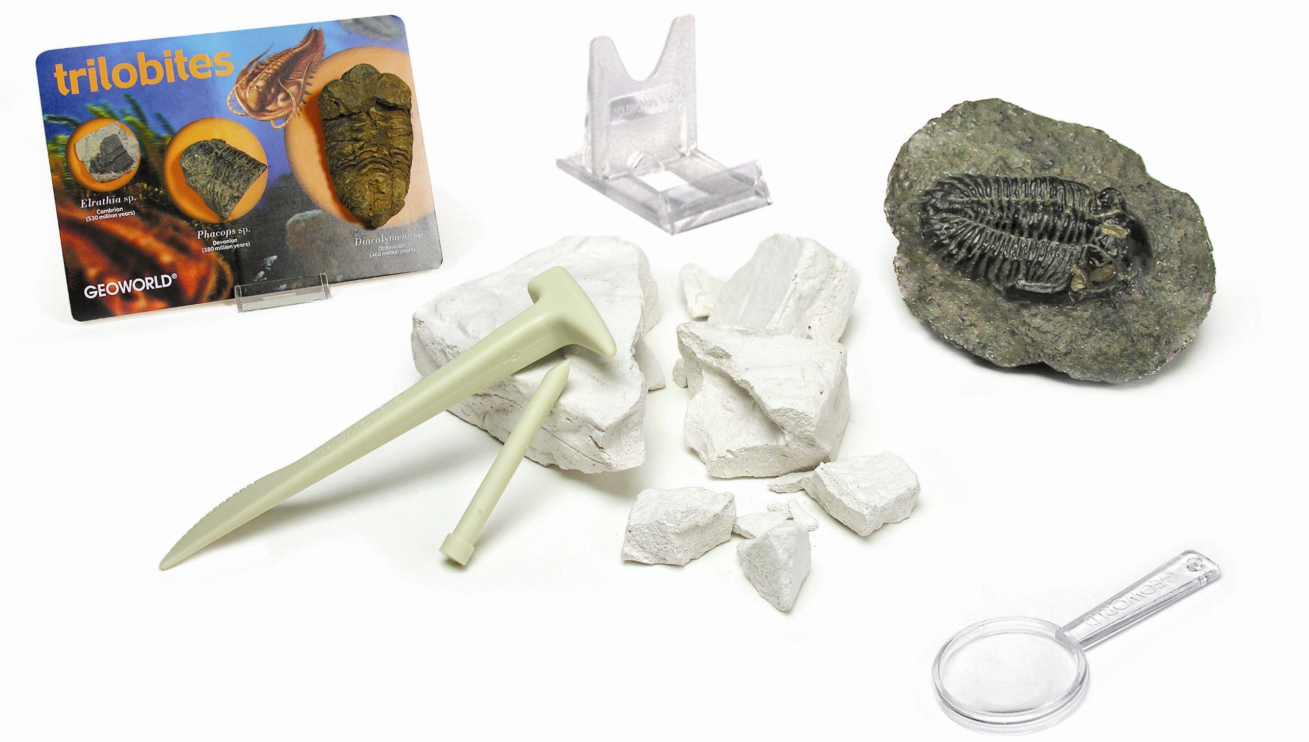 Amazon | 化石発掘セット 三葉虫 | 化石・発掘 | おもちゃ