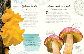 An Anthology of Fungi: A Collection of 100 Mushrooms, Toadstools
