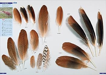 原寸大写真図鑑 羽 増補改訂第2版 | 叶内 拓哉, 高田 勝, 新谷 亮太