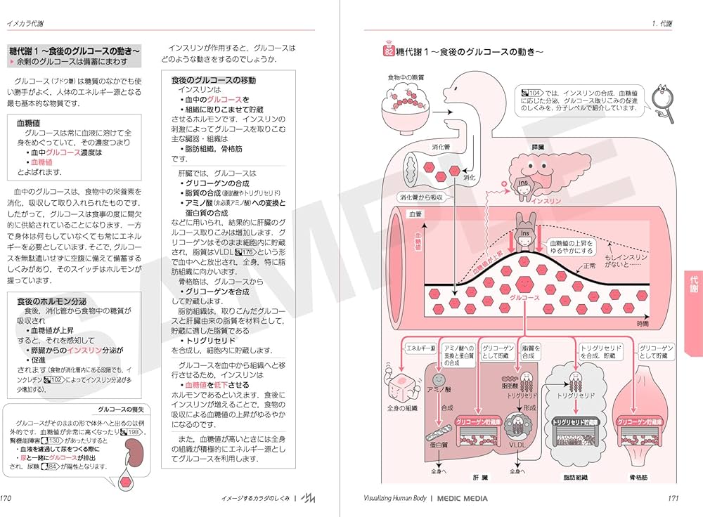 イメカラ ～イメージするカラダのしくみ～ 内分泌・代謝 第1版 | 医療