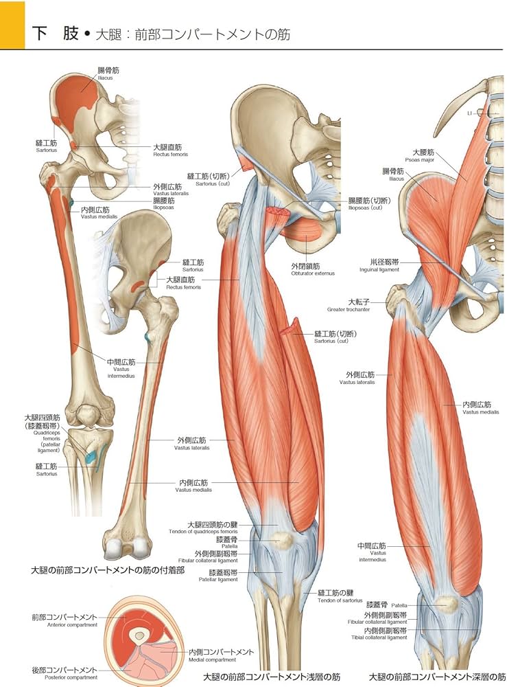 グレイ解剖学 原著第5版