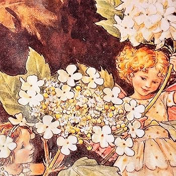 Amazon.co.jp: シシリーメアリーバーカー フラワーフェアリーズ