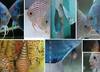 81sJ4op0DnL._AC_UF350,