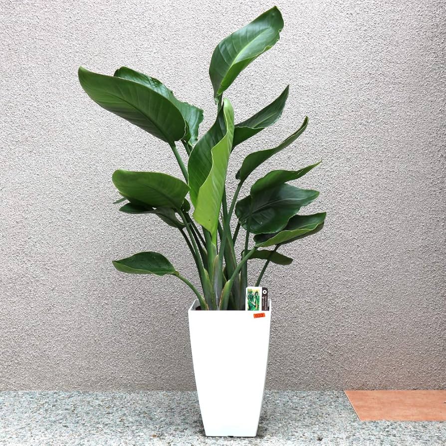 Amazon｜ITANSE ストレリチア オーガスタ 観葉植物 大型 8号