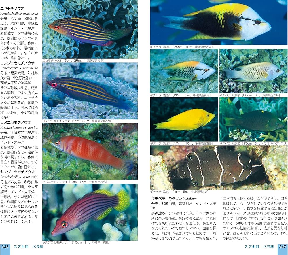 山溪ハンディ図鑑 改訂版 日本の海水魚 | 吉野 雄輔 |本 | 通販 | Amazon