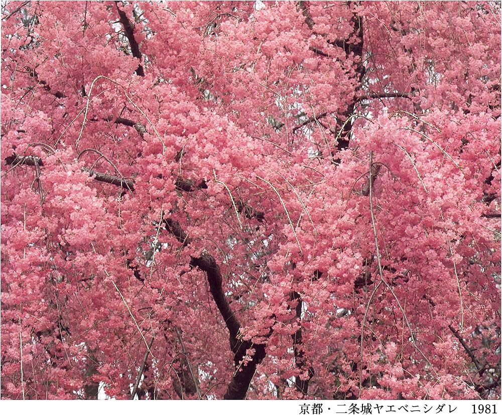 さくら桜サクラ120 | 東松照明, 伊藤俊治 |本 | 通販 | Amazon