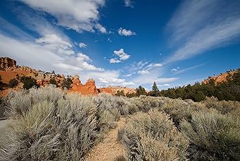 Amazon.co.jp: TAMRON 超広角ズームレンズ SP AF10-24mm F3.5-4.5 DiII