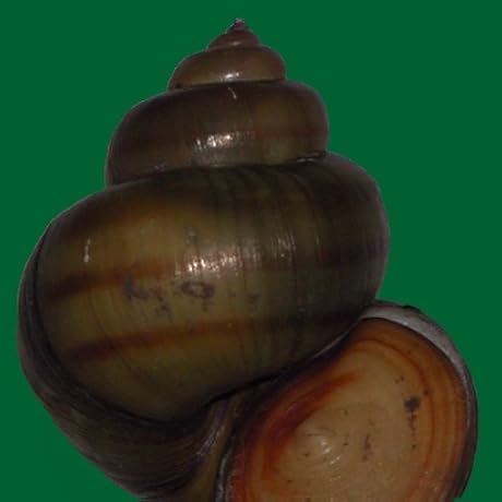 うわさのベーコン | 猫田 道子 |本 | 通販 | Amazon