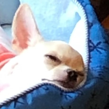 Amazon.co.jp: 月光の夏 [DVD] : 若村麻由美, 毛利恒之, 神山征二郎