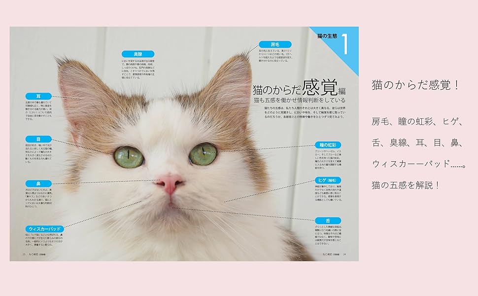 Amazon.co.jp: ねこ検定 公式ガイドBOOK 初級編 新版（ライブ