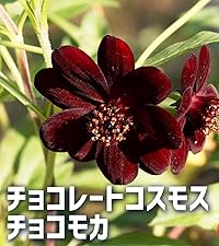 Amazon.co.jp: ITANSE チョコレートコスモス チョコモカ 4号 1個
