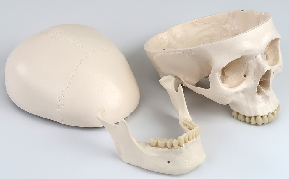 Amazon.co.jp: 実物大の頭蓋骨模型 - 頭蓋，標準型モデル - 3B