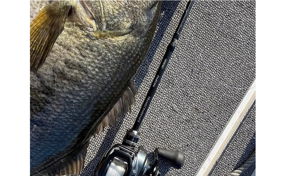 Amazon | 【TRANSCENDENCE/トランスセンデンス】Ocelate 59B