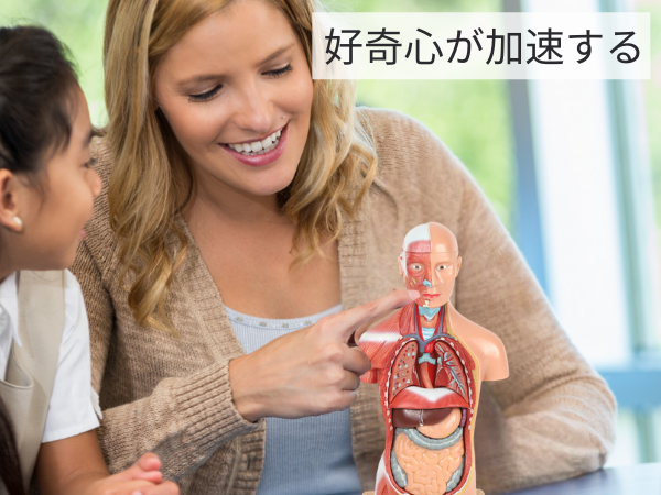 Amazon.co.jp: KIYOMARU 27cm解剖人体模型 ソフトな質感で15分解 理学