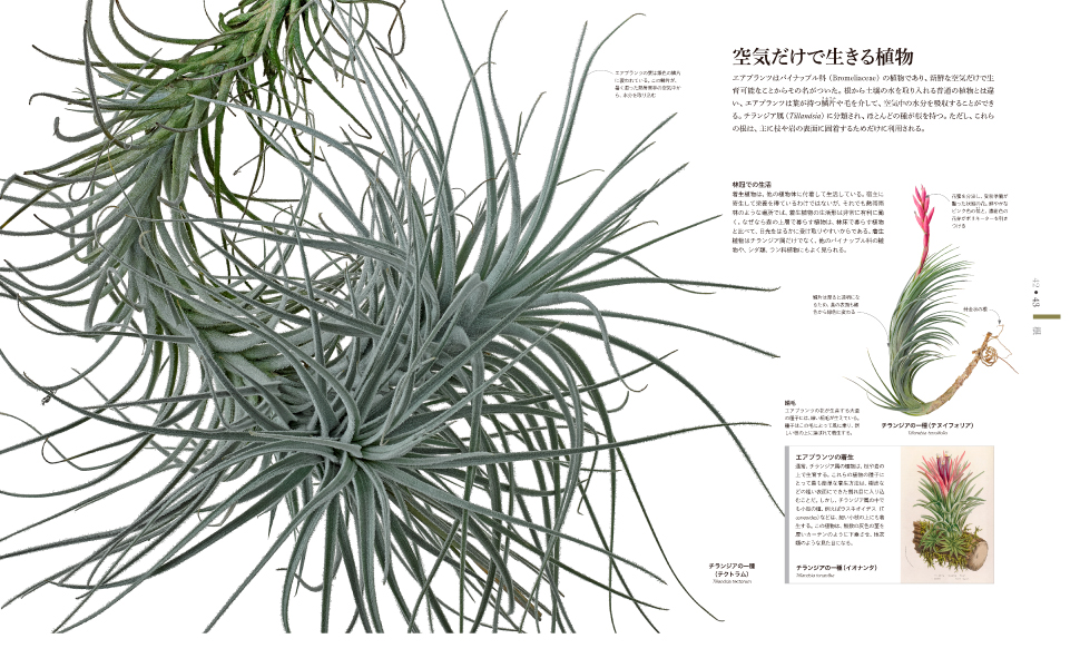 FLORA 図鑑 植物の世界 | スミソニアン協会, キュー王立植物園, 塚谷