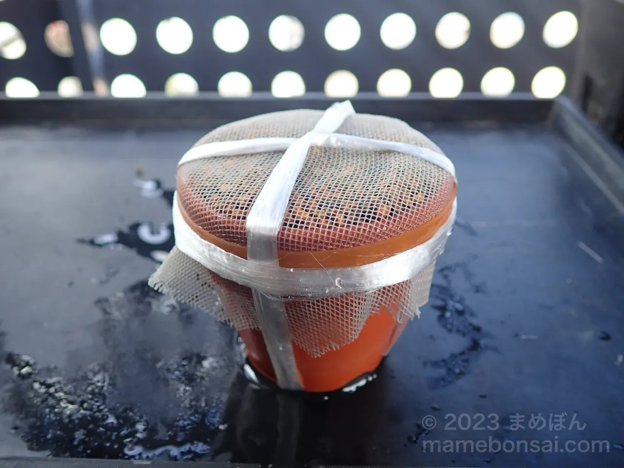 宮様楓（ミヤサマカエデ）の種、網伏せをしてみます | まめぼん