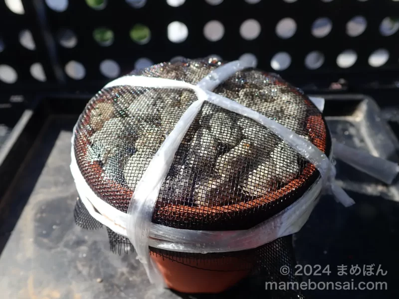 まめぼん 〜mamebon〜 | 種から育てる豆盆栽 – Grow Bonsai from a seed –