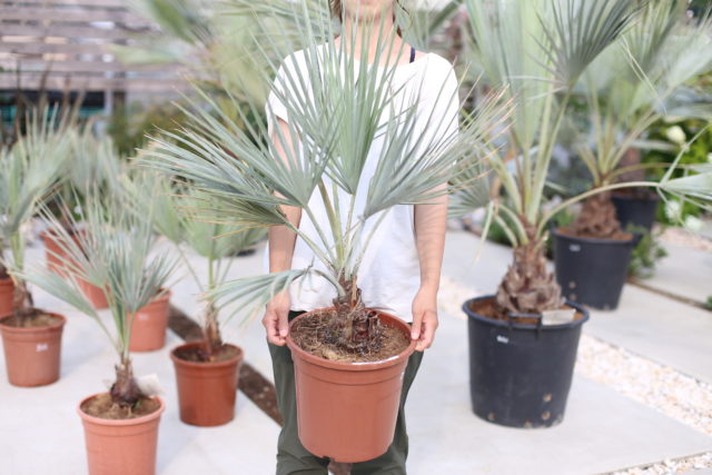 ブラヘアアルマータ 38本 【公式通販】