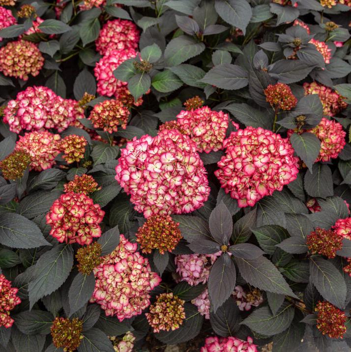 Eclipse® Bigleaf Hydrangea | Hydrangea macrophylla 'Bailmacseven