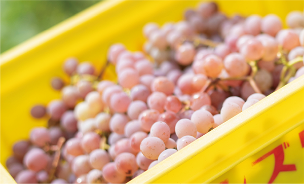 山梨 ロゼ 2024マンズワインの通販サイト・マンズワインオンライン