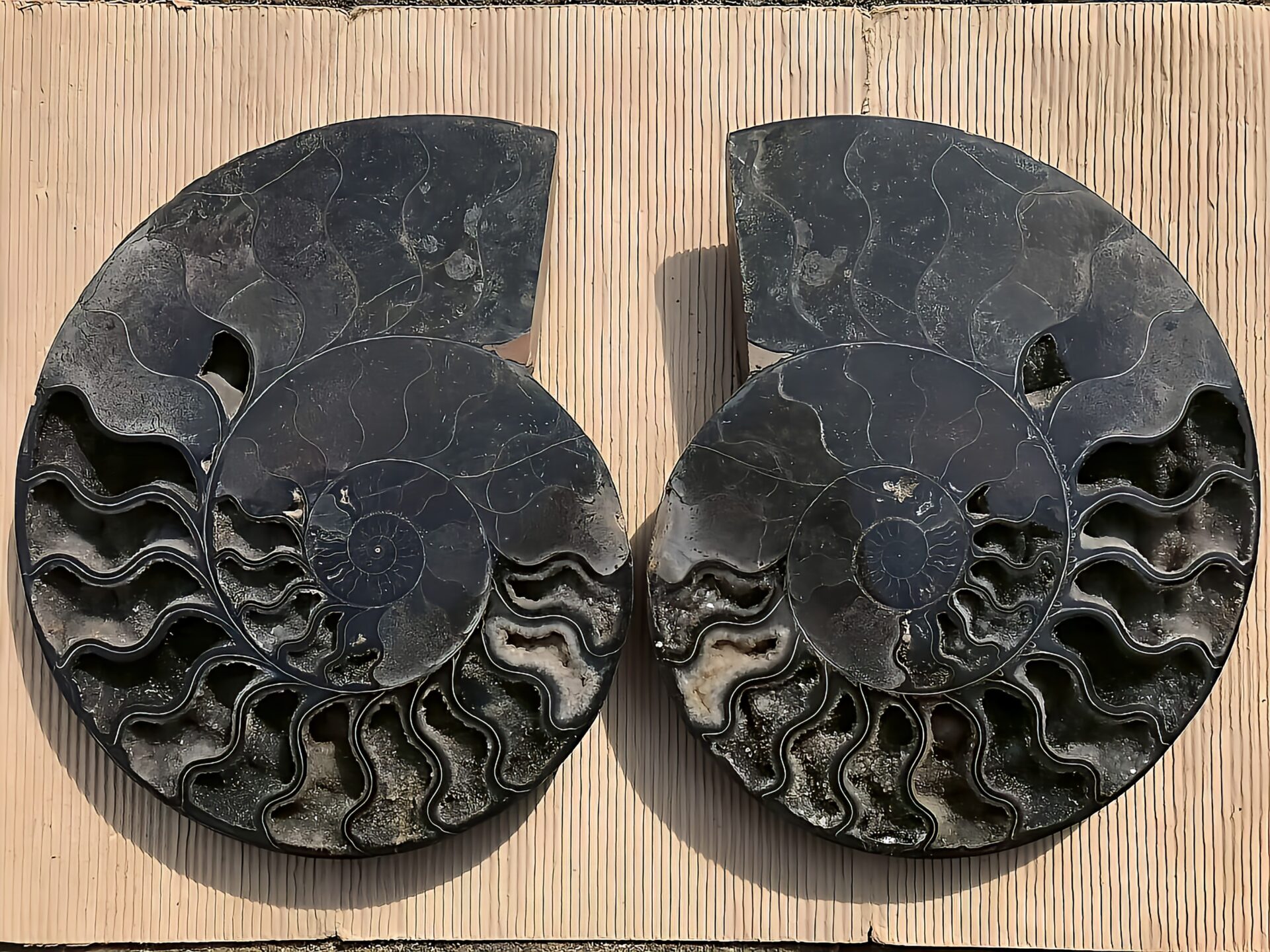 マダガスカル産ブラックアンモナイト化石 裁断 スライス 超特大個体