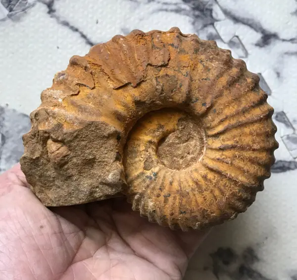 マダガスカル産 アンモナイト化石（キャライコセラス）クリーニング済