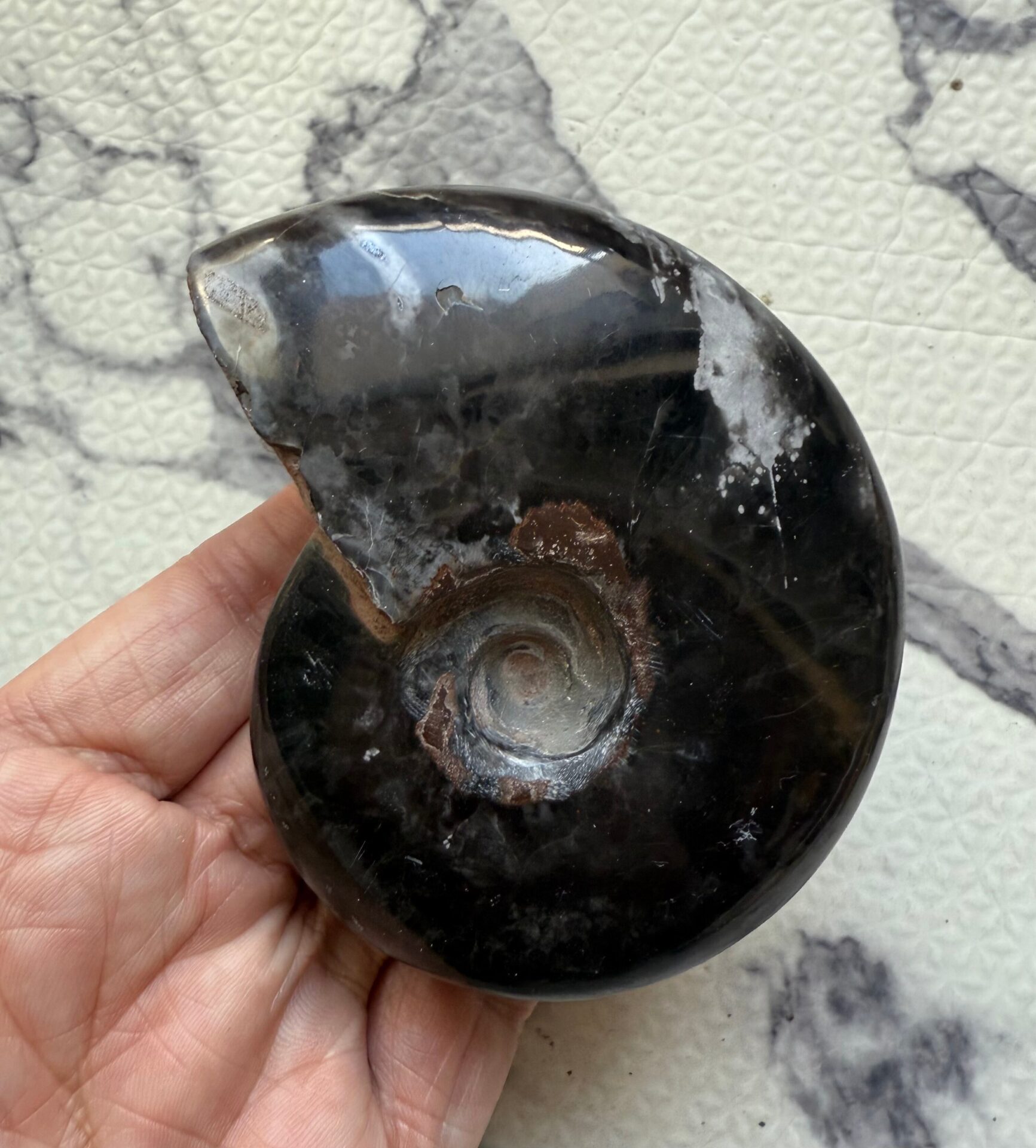 マダガスカル産 ブラックアンモナイト化石 磁力あり | 虹色南瓜石（に