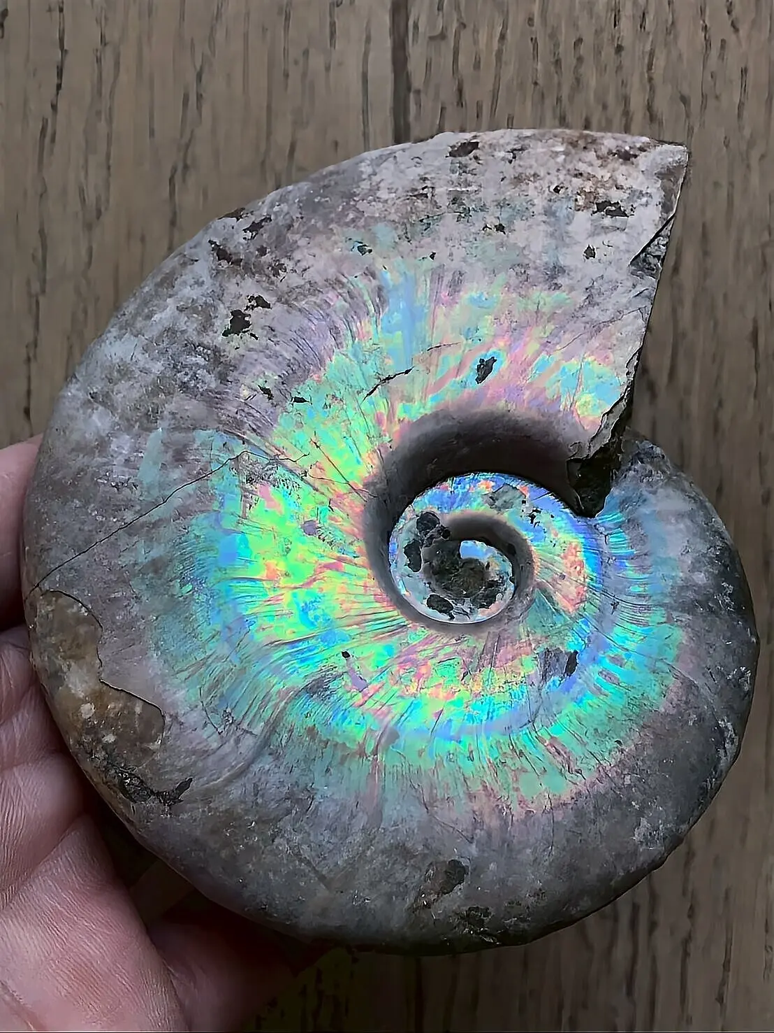 マダガスカル産 遊色虹色アンモナイト青（ビューダンティセラス）青紫