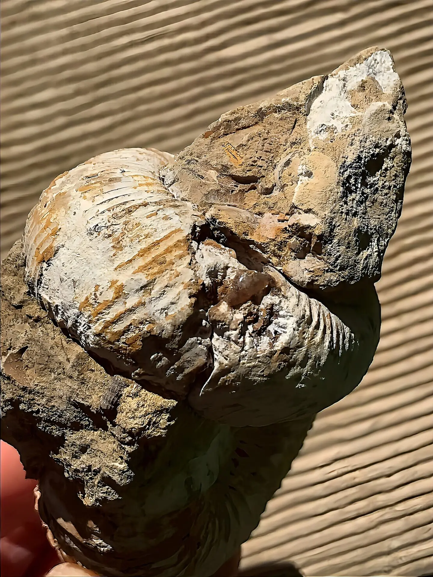 マダガスカル産 アンモナイト化石（ノストセラス）母岩つき 稀少 | 虹