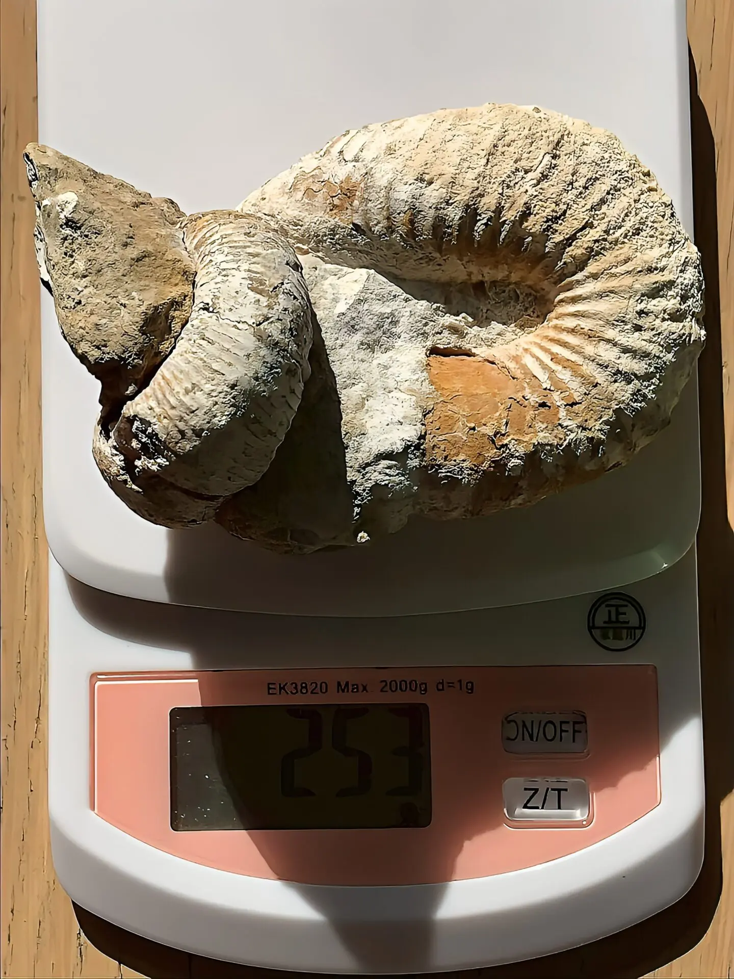 マダガスカル産 アンモナイト化石（ノストセラス）母岩つき 稀少 | 虹