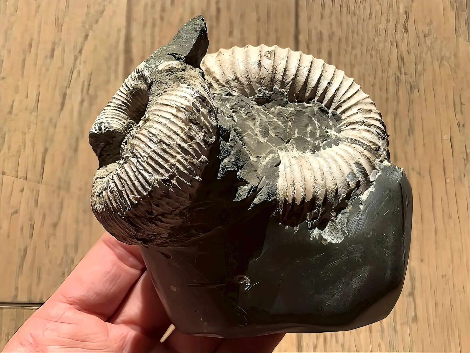 マダガスカル産 アンモナイト化石（ノストセラス白）母岩つき 稀少