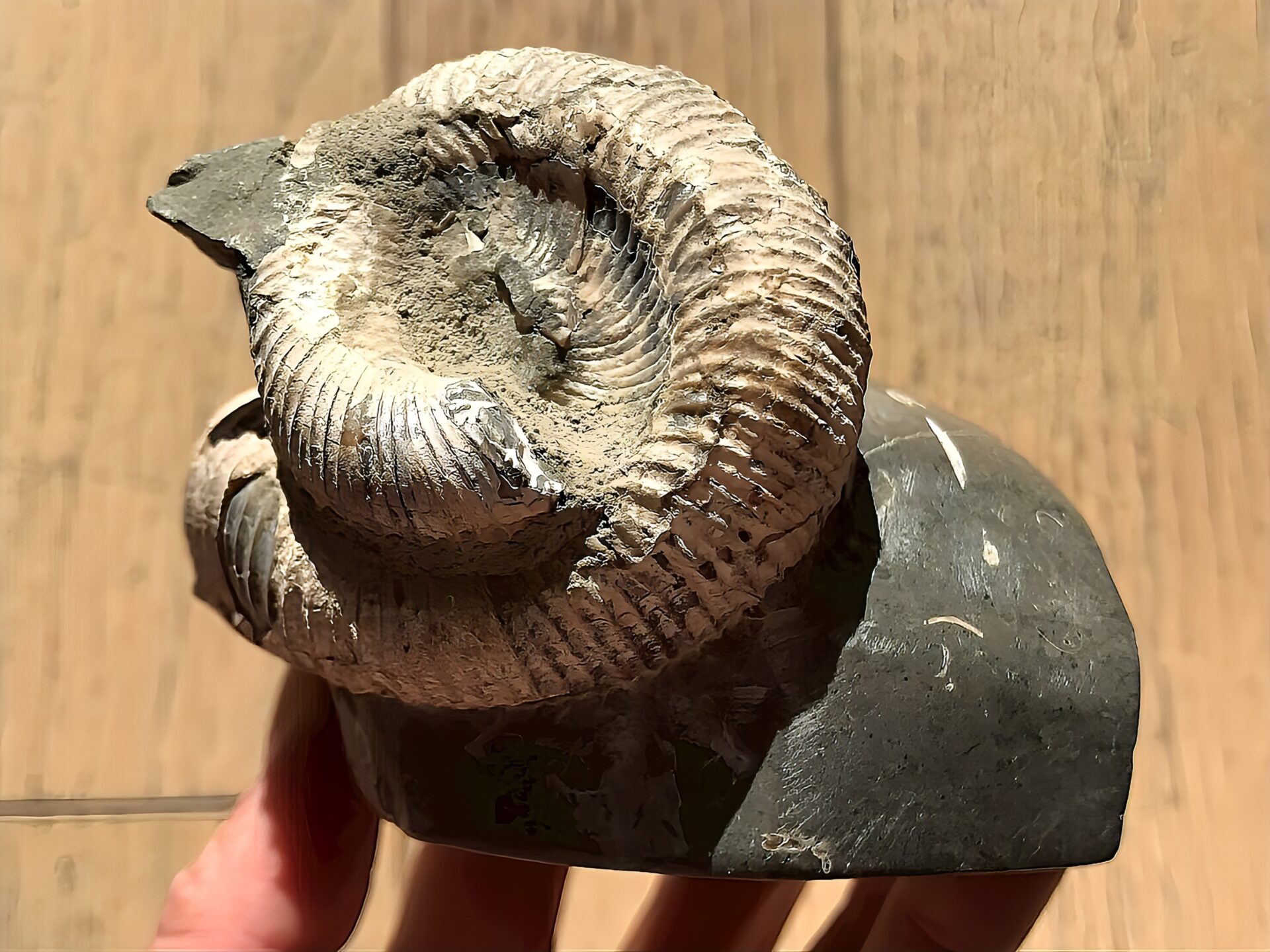 マダガスカル産 アンモナイト化石（ノストセラス白）母岩つき 稀少