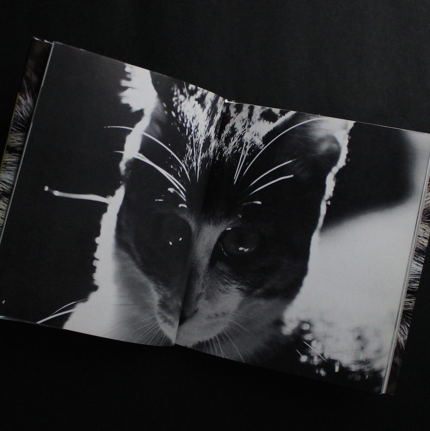 サスケ！！ いとしき猫よ（First Printing） - 深瀬 昌久 / Masahisa