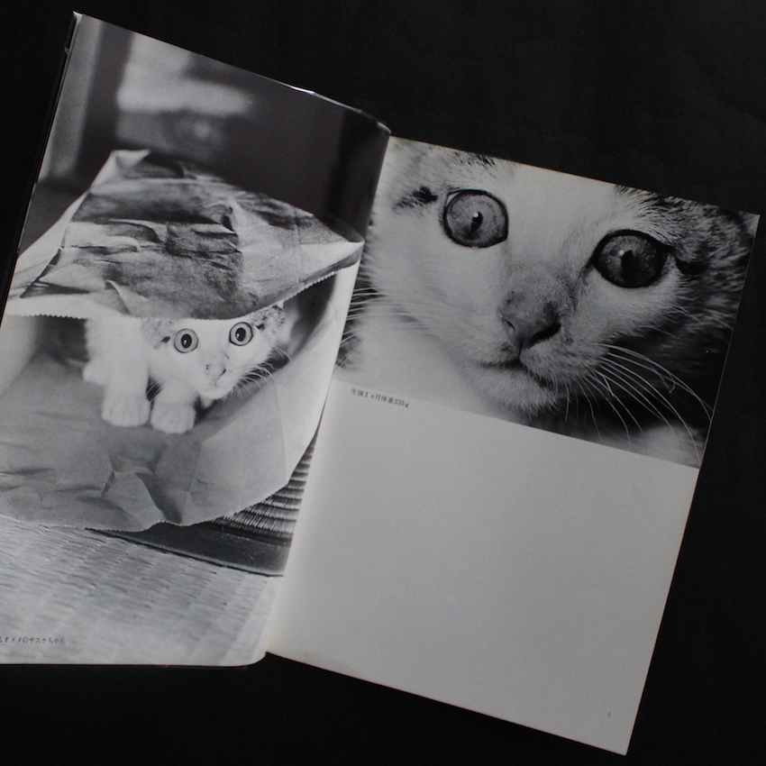 ビバ！サスケ / Viva！Sasuke（Second Printing） - 深瀬 昌久