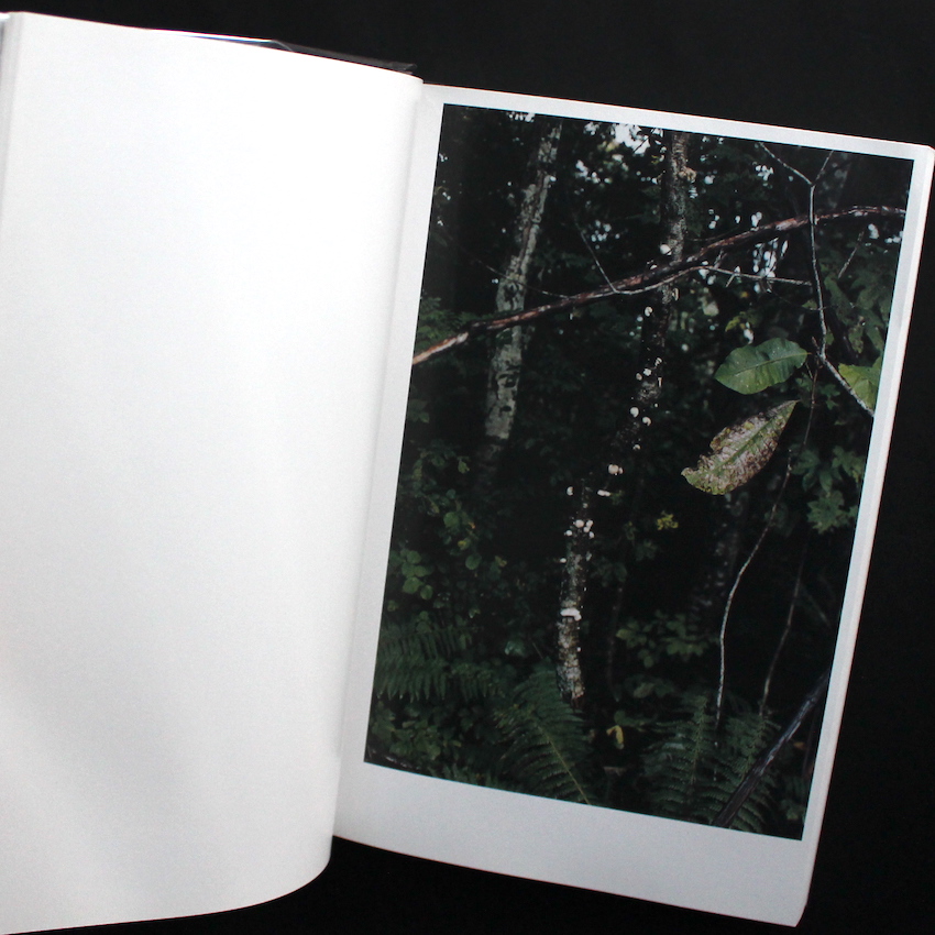 その森の子供 / Mushrooms from the Forest 2011（Signed） - ホンマ