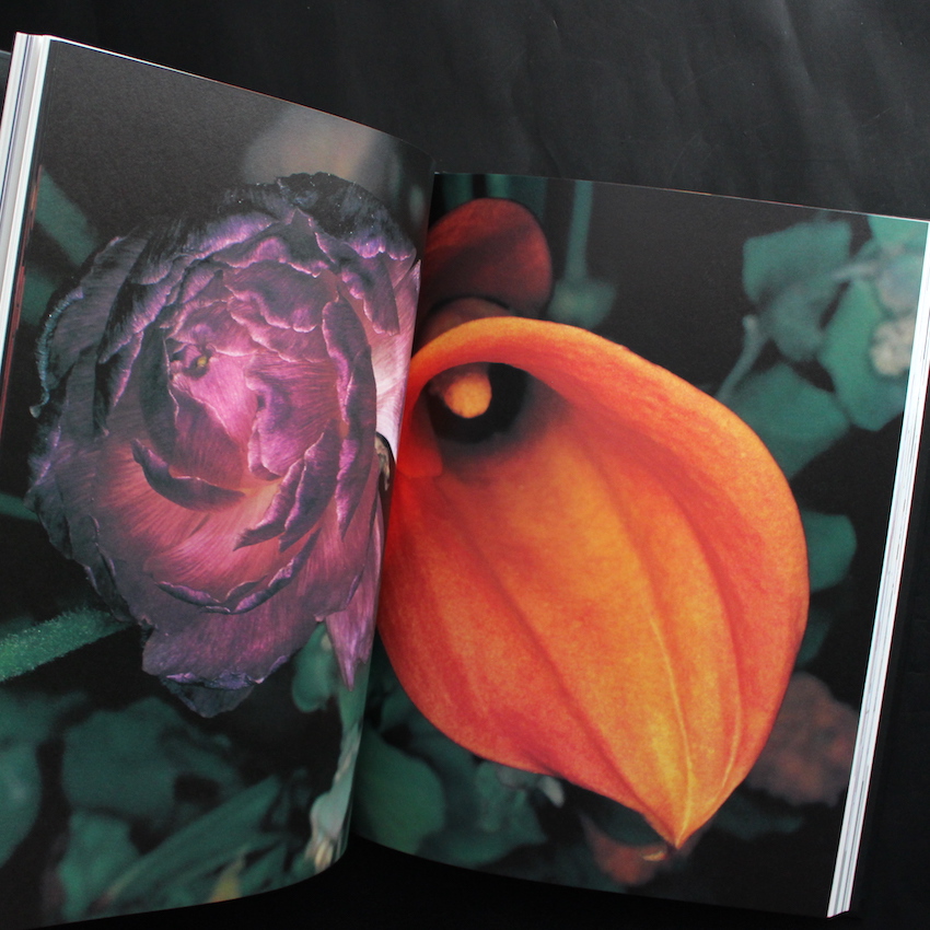 花人生 限定版 / Hana-Jinsei Limited Edition（With Polaroid