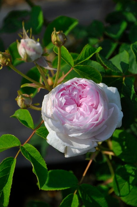 大苗】バラ苗 レディスチュワート 国産苗 6号鉢植え品《J-OC20