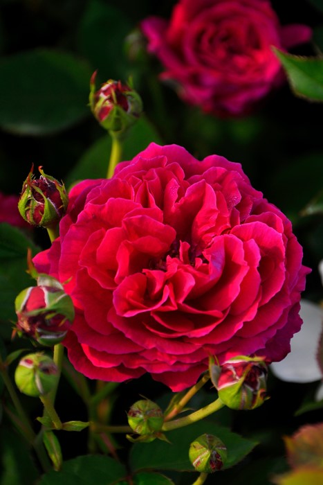 バラ苗【中苗】デュークオブエジンバラ 国産苗 6号鉢植え品《J-OC20