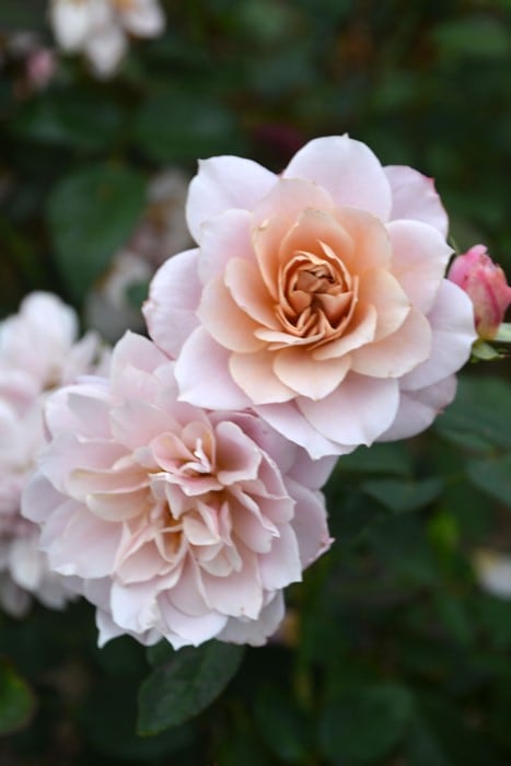 バラ苗【中苗】うののさらら 国産苗 6号鉢植え品［農林水産省 品種登録