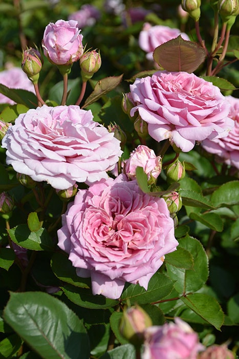 冬季大苗】バラ苗 アンティーク 国産苗 6号鉢植え品［農林水産省 品種