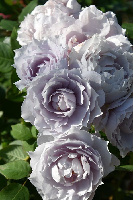 バラ苗【中苗】ザセレスティアル 国産苗 6号鉢植え品［農林水産省 品種