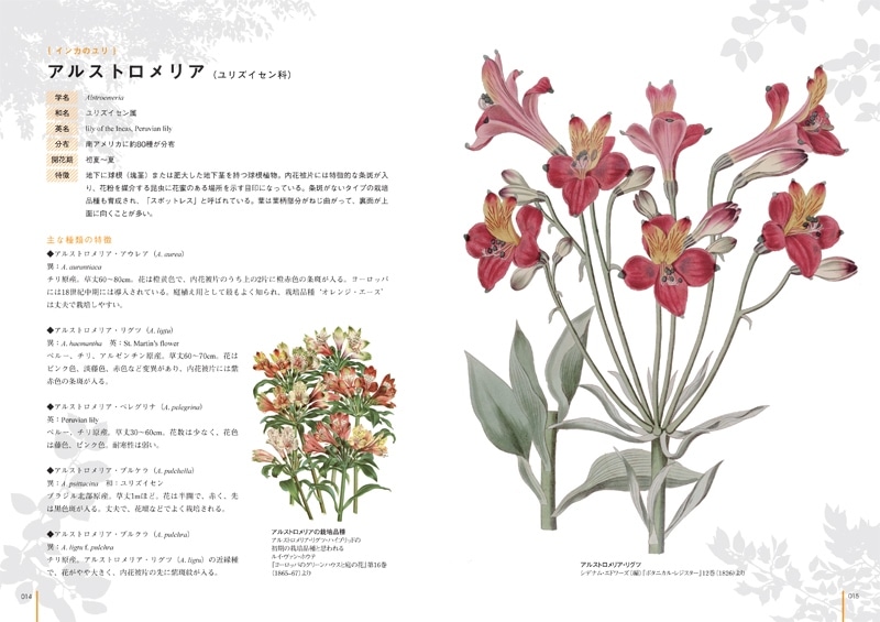ボタニカルアートで楽しむ 花の博物図鑑 | 書籍,一般書,花・華道・園芸