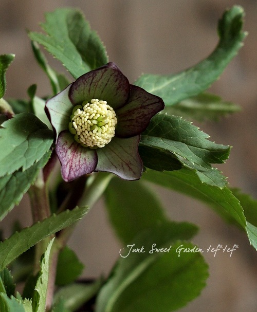 クリスマスローズ　原種　クロアチクス② 原種系クリスマスローズ<BR>『クロアチカス』<BR>ダーク黒系②