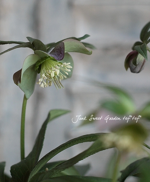 クリスマスローズ　原種プルプラセンス交配 クリスマスローズ<BR>『原種交配プルプラセンス』<BR>6号大鉢