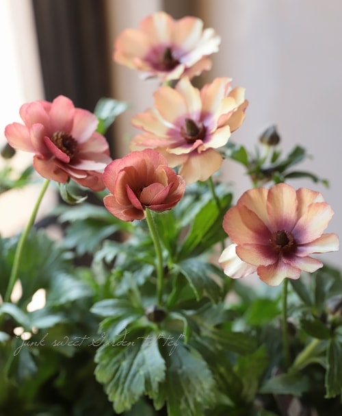 綾園芸さん育種】 ラナンキュラス ラックスシリーズ 『ウラノス