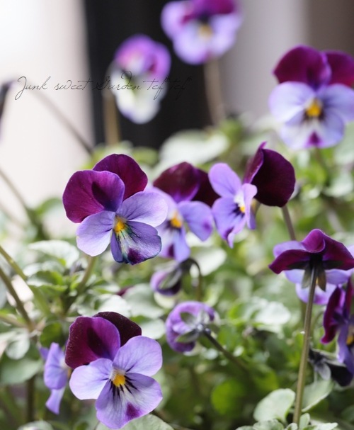 みもとビオラ『小悪魔プワリ』【バイカラー】 株が乱れているため20