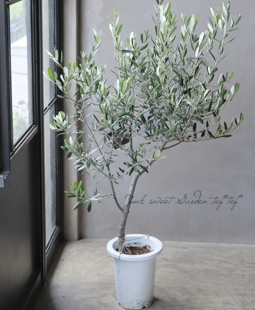 オリーブ 『ルッカ』 樹形良し！良株！ 盆栽屋soujuさん仕立て！【No.1