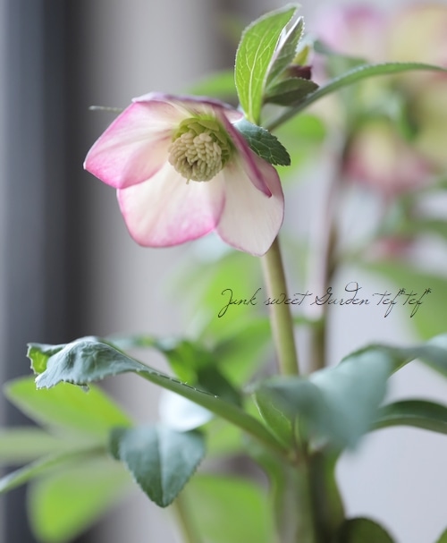 横山園芸】 クリスマスローズ 『プチドール』 【C】 | すべての商品