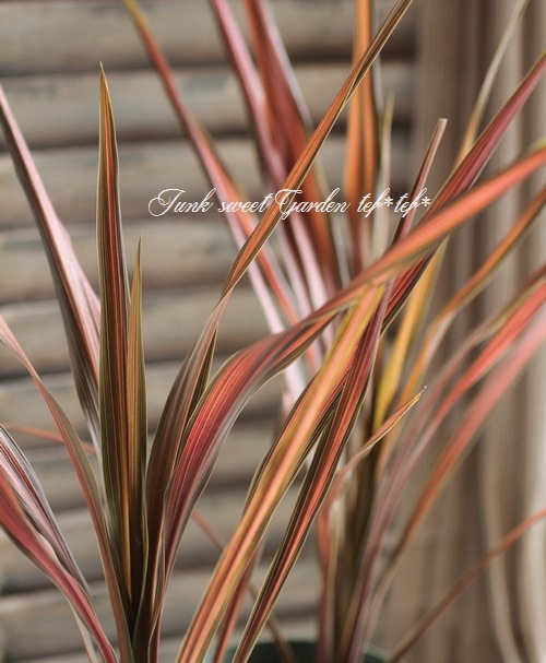 コルジリネ 『コーヒークラシック』 | すべての商品 | | Junk sweet