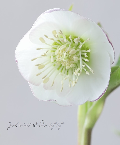 大和園】 クリスマスローズ 『小輪シングルピコティ』 【No.16